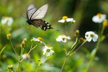 ジャコウアゲハ