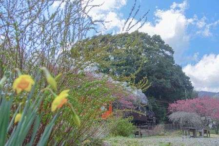 蒼、白、黄、緑、桃、黒