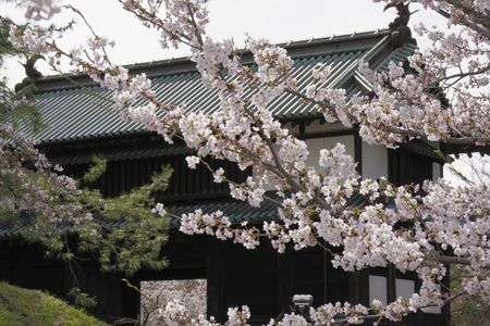 弘前城の桜