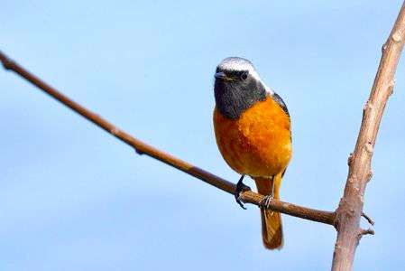 久しぶりの雄ジョウビタキ