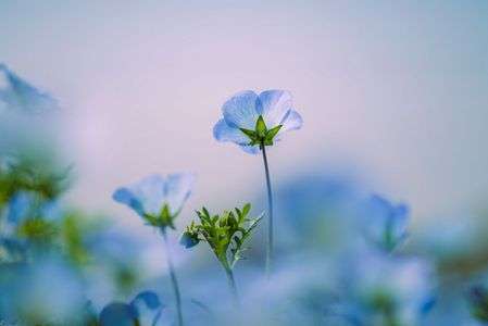 見上げるネモフィラ。