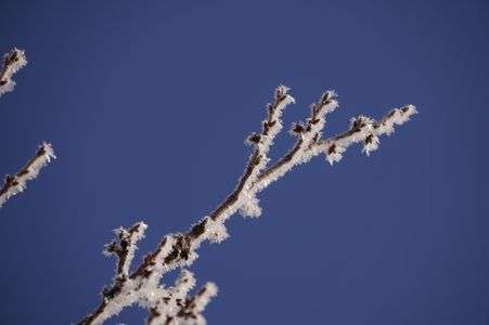 霧氷の枝。青空に手を伸ばしてました^^