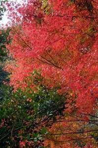 紅葉