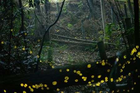 ヒメボタルに会いに