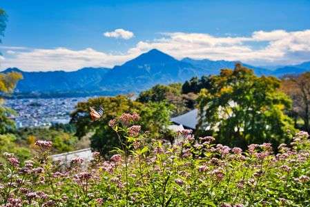 青空に舞うアサギマダラ