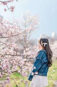 札幌咲き始めの桜で