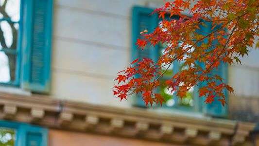 秋の紅、窓辺の碧