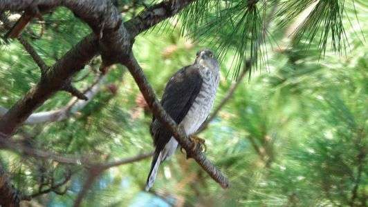 松の枝に ♀️ツミ