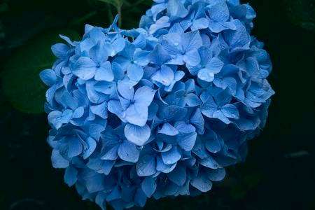 紫陽花。