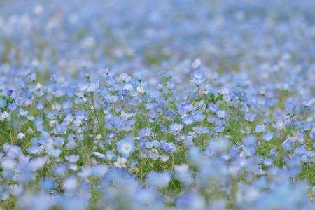 ネモフィラ畑