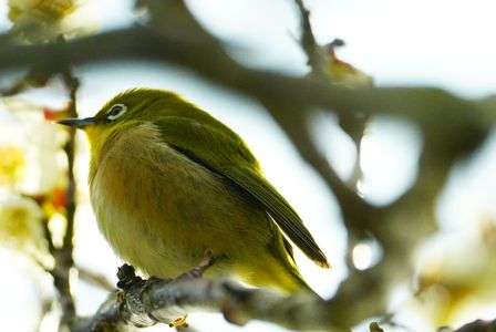 マルっとしたウメジロー