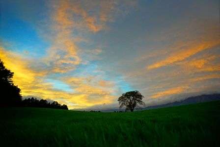 夕景に染まる一本桜