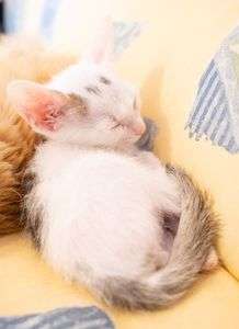お昼寝する子猫