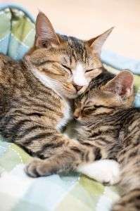 大きな子猫と小さな子猫。