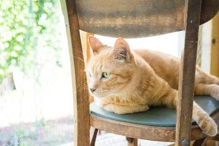 椅子の上で日光浴。