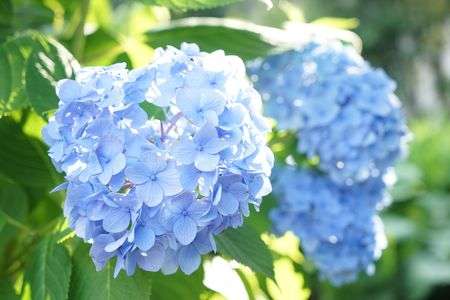 陽に当たり輝く紫陽花