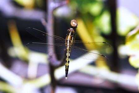我が家にトンボがやってきた。