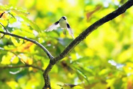 パラダイス　#エナガ#