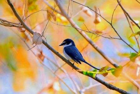 #サンショウクイ#と紅葉🍁を楽しむ！