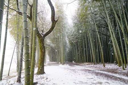 竹林新雪