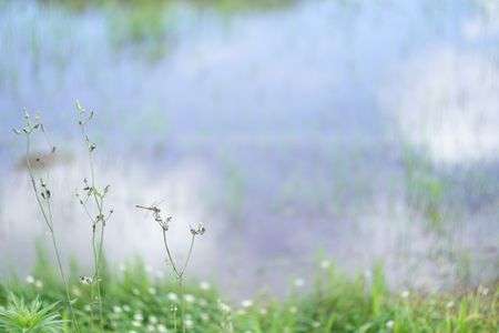 田んぼととんぼ