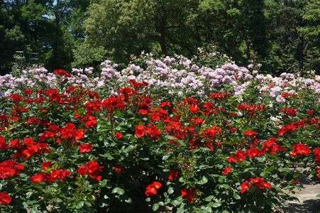 バラ園