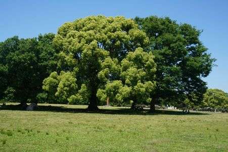 この木なんの木