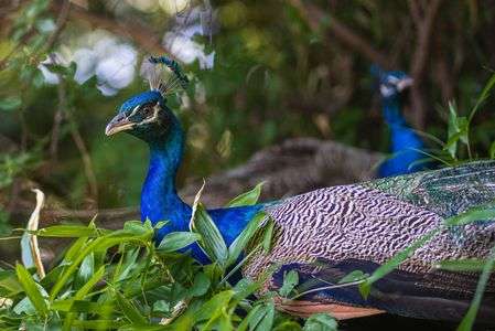 雨引観音の孔雀