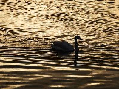 黄金色の白鳥