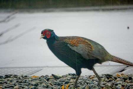 玄関にふんを落としていく犯人をついに捉えました！