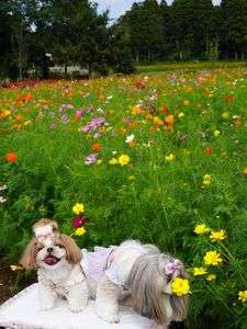 コスモスいい匂い