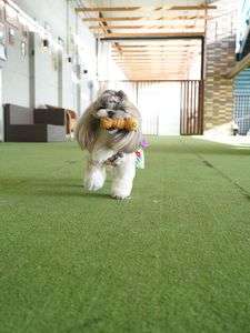 室内ドッグラン