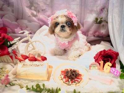 Happy  birthdayうみ16歳#ペット自慢2024_犬#