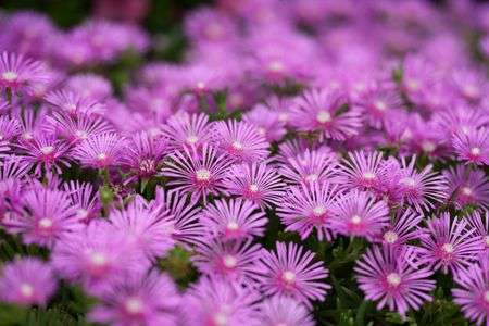 マツバギク（松葉菊）