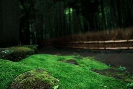 絨毯のような苔道