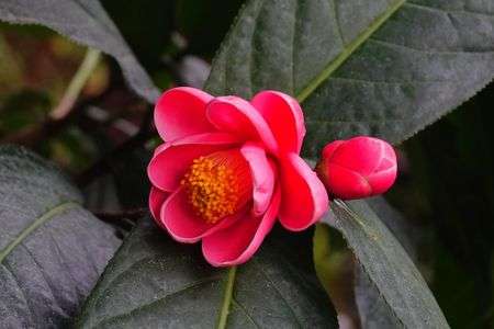 ハイドゥンツバキ