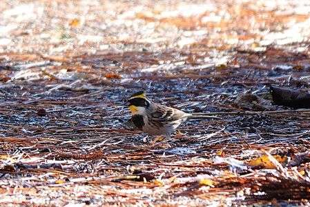 ミヤマホオジロ