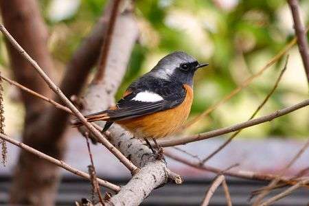 ジョウビタキオス