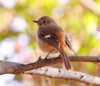 ジョウビタキメス