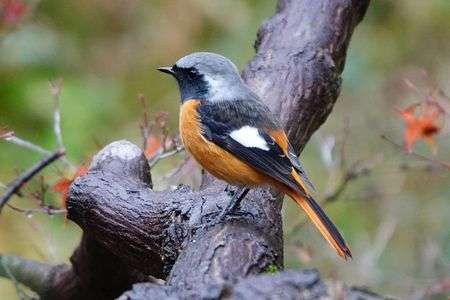 ジョウビタキオス