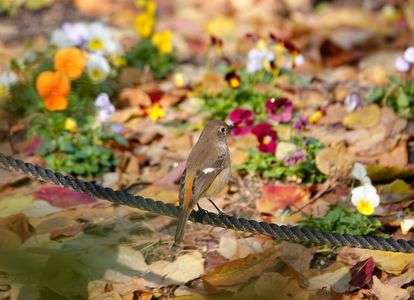 ジョウビタキメス