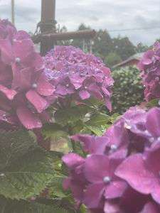 紫陽花と雨の後