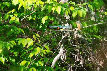 おしどり夫婦　改め！カワセミ夫婦！