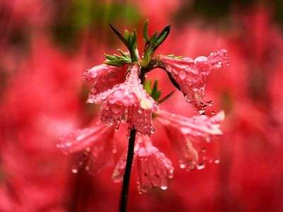雨の中のツツジ