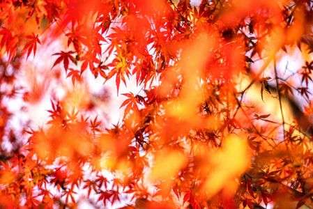 小御門神社の紅葉②⛩️🍁