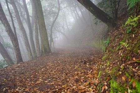 霧の向こうへ続く道