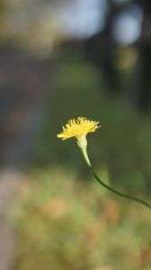 季節の音色　tone of the seasons