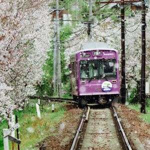 桜吹雪の中を走りさる嵐電