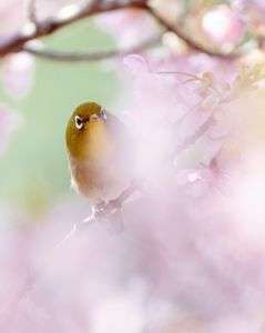 淀水路の河津桜（ふんわり）　#フラワー2025#