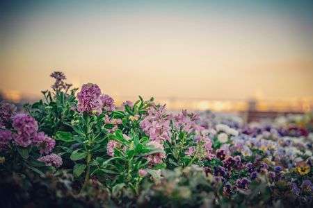 夕方の山下公園